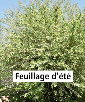 20 Saules Crevette - Haie de 12 m linéaire - Plantes - Salix integra Hakuro Nishiki