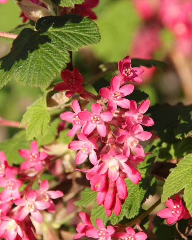 4 Groseilliers à fleurs King Edward - jardins - Ribes sanguineum King Edward