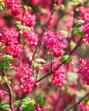 4 Groseilliers à fleurs King Edward - Arbustes - Ribes sanguineum King Edward