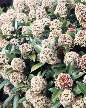 4 Skimmias du Japon - Arbustes - Skimmia japonica