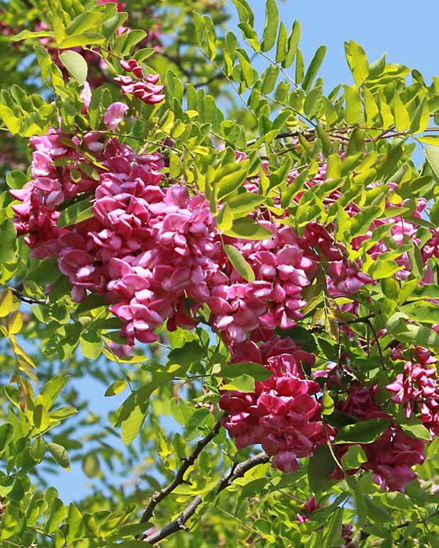 Acacia rose - Arbustes - Robinia hispida rosea