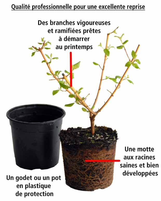 6 Spirées tricolores - Haie de 3 m linéaire - Plantes - Spirea japonica Shirobana