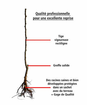 Pack cerisier bigarreau Van - Prunus cerasus van - Fruitiers Arbres et arbustes