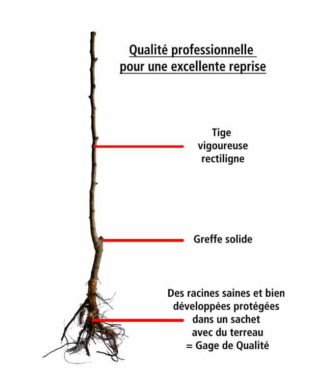 Pack cerisier bigarreau Van - Prunus cerasus van - Fruitiers Arbres et arbustes