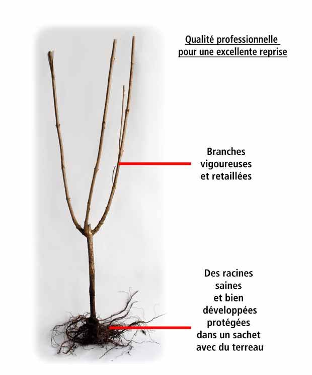 40 Saules Crevette - Haie de 24 m linéaire - jardins - Salix integra Hakuro Nishiki