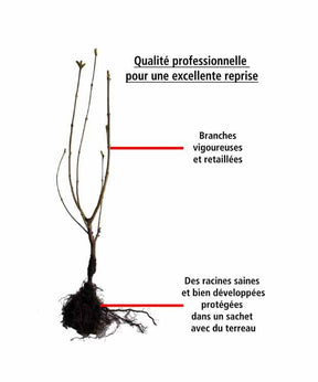 Plaqueminier kaki Muscat (gob. 2 ans) - Fruitiers : Arbres et arbustes - Diospyros kaki