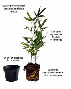 20 Bambous verts - Haie de 20 m linéaire - jardins - Phyllostachys bisseti