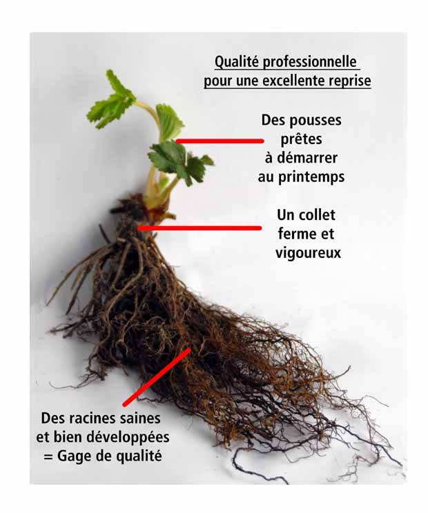 40 Fraisiers remontants La Savoureuse de Willemse ® COV MA48 - jardins - Fragaria La Savoureuse de Willemse ® COV MA48