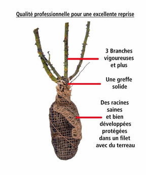 10 Rosiers buissons Doris Tysterman - Plantes - Rosa Doris Tysterman