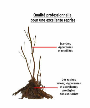 4 Framboisiers remontants Versailles - Fruitiers : Arbres et arbustes - Rubus idaeus Versailles