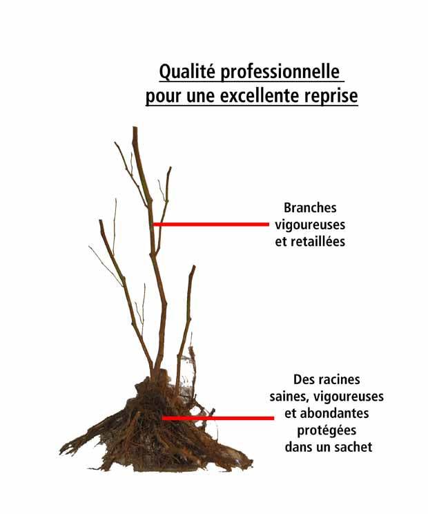 4 Framboisiers remontants Marastar ® cov MA29-20 - Fruitiers : Arbres et arbustes - Rubus idaeus Marastar ® cov MA29-20