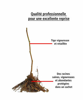 2 Mûriers Reuben - Mûrier - Rubus fruticosus Reuben