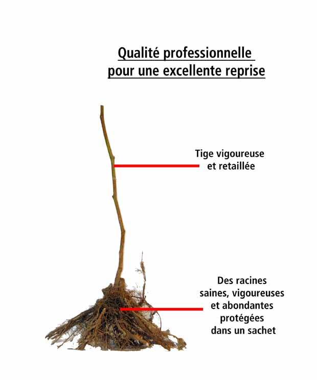 2 Mûriers Reuben - Mûrier - Rubus fruticosus Reuben