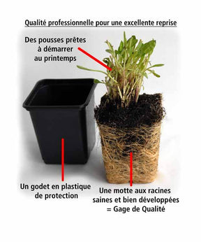 30 étoiles bleues tapissantes - Superficie environ 3 m² - Plantes - Isotoma fluviatilis