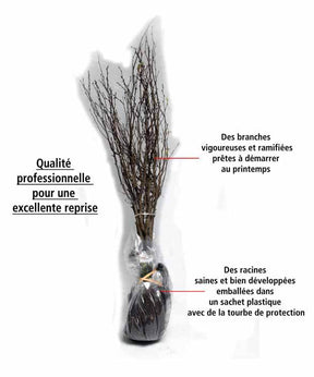 60 Charmes - Haie de 21 m linéaire - Arbustes de haie - Carpinus betulus