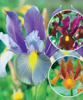 Coll. 60 Iris de Hollande:Gipsy Beauty,Braise rouge,Princesse automne - Bulbes à fleurs - Iris hollandica Gipsy Beauty , Red ember , Autu