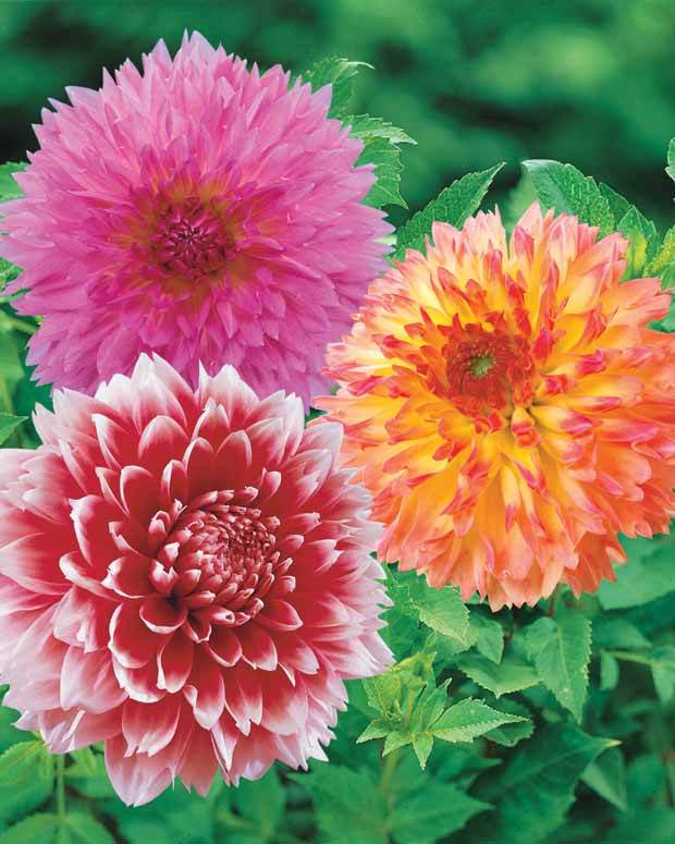 Coll. 9 dahlias décoratifs (3 Puerto Rico, 3 Sakura Fubuki, 3 Fubuki rouge/blanc - Bulbes à fleurs - Dahlia Puerto Rico , Red an WhiteFubuki , Sakura Fubuki 