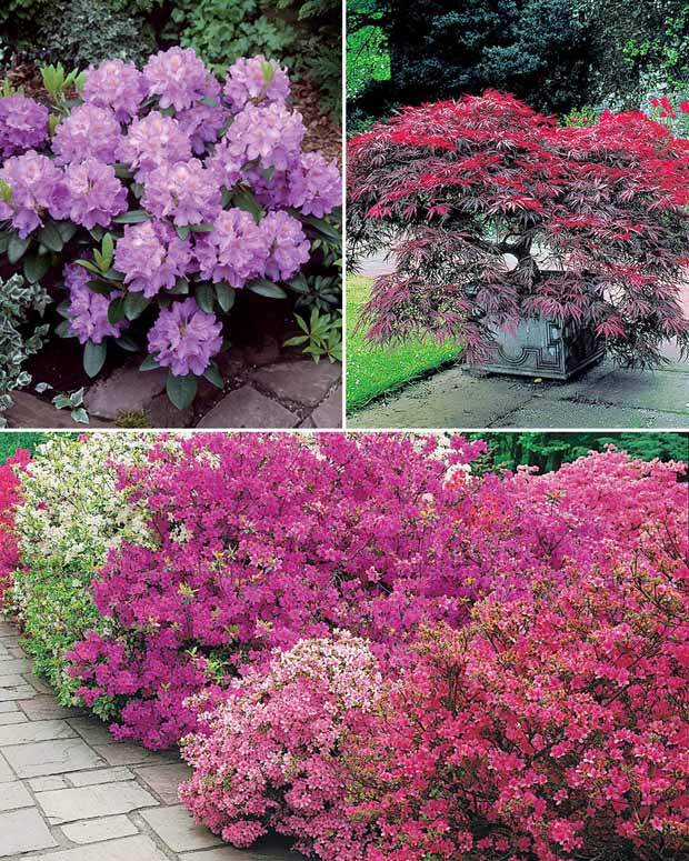 Collection de 5 arbustes d ombre (3 azalées + 1 rhodo + 1 érable) - Arbustes - Azalea japonica, Rhododendron, Acer palmatum Atrop