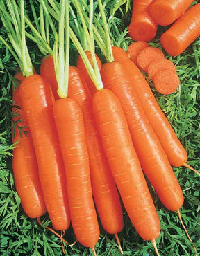 Carotte Longue lisse de Meaux (500 g enrobées) - Graines de fruits et légumes - Daucus carota Longue lisse de Meaux