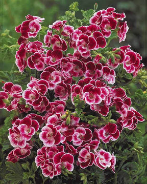 6 Géraniums parfumés Pansy - Géranium de balcon - Pelargonium Pansy