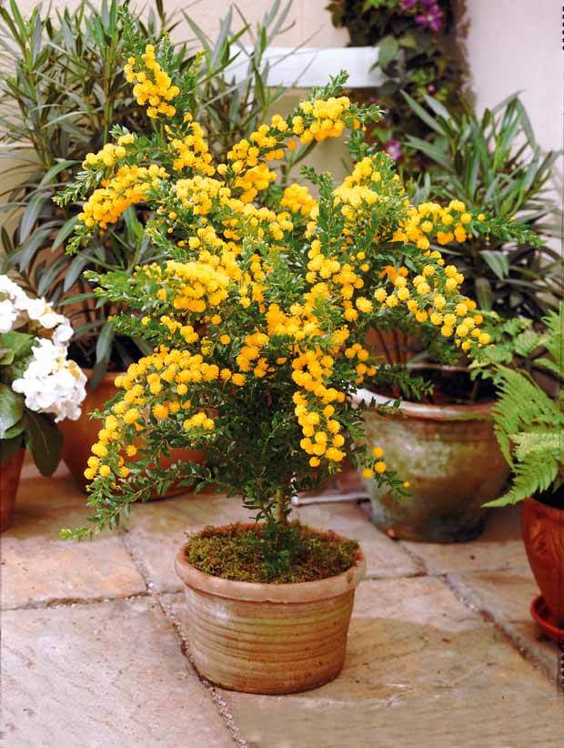 Mimosa armata - Arbustes - Acacia armata