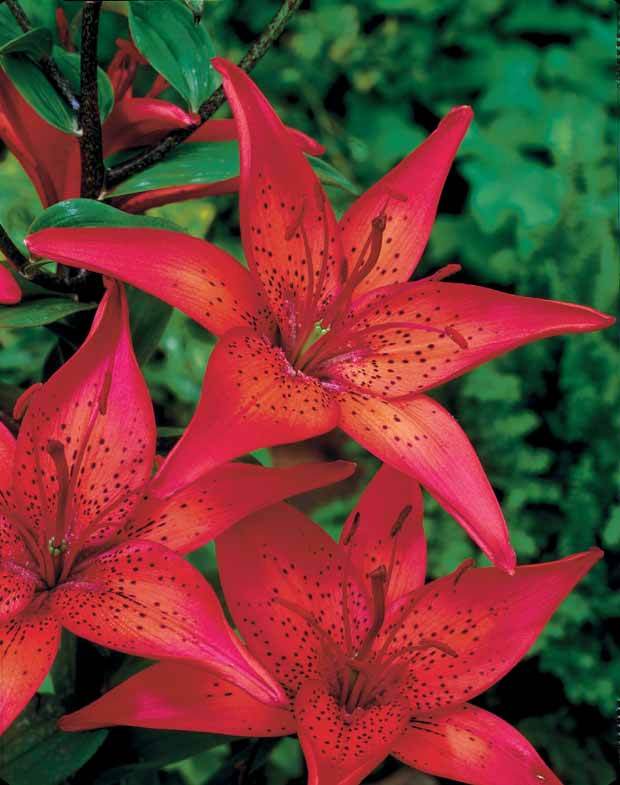 2 Lis asiatiques Mercedes - Bulbes à fleurs - Lilium Mercedes