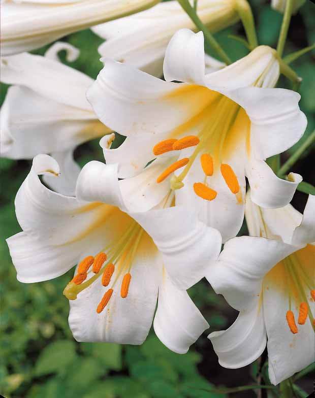 6 Lis royaux blancs - Bulbes à fleurs - Lilium regale album