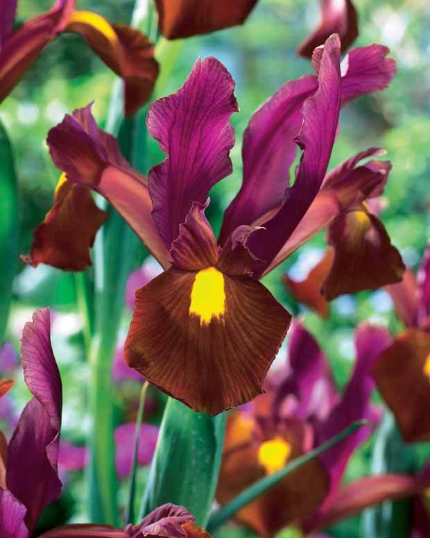 Coll. 60 Iris de Hollande:Gipsy Beauty,Braise rouge,Princesse automne - jardins - Iris hollandica Gipsy Beauty , Red ember , Autu