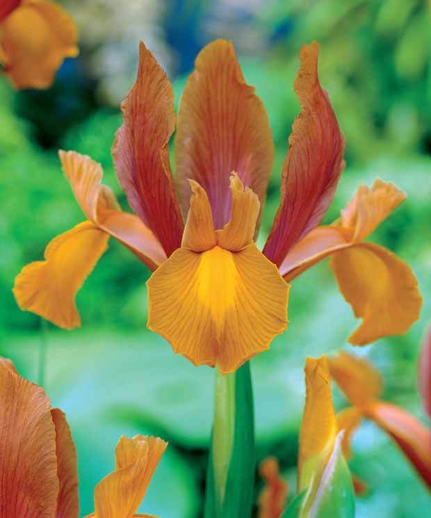 Coll. 60 Iris de Hollande:Gipsy Beauty,Braise rouge,Princesse automne - Plantes - Iris hollandica Gipsy Beauty , Red ember , Autu