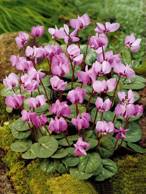 6 Cyclamens roses de l île de Cos - Bulbes à fleurs - Cyclamen cos