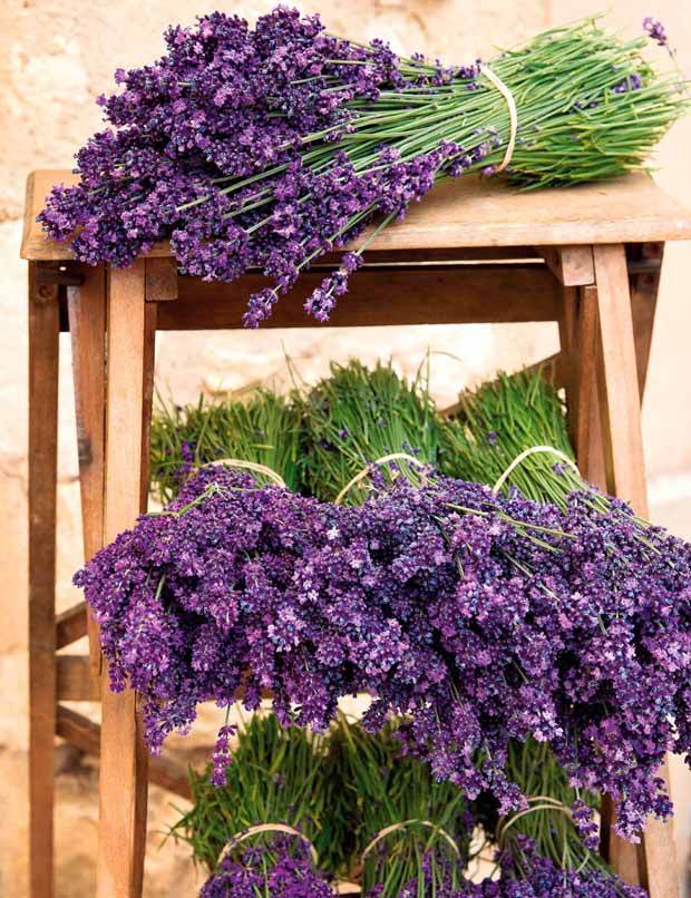 6 Lavandes bleues - Plantes - Lavandula angustifolia Munstead