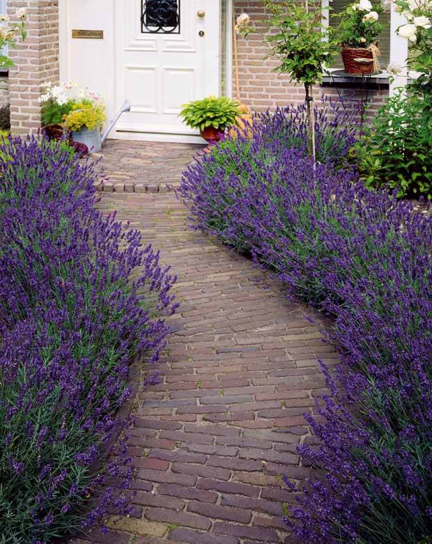 15 Lavandes bleues - Plantes vivaces - Lavandula angustifolia Munstead