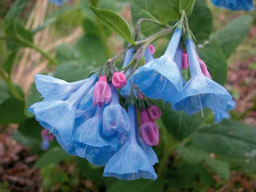 3 Mertensias bleues - jardins - Mertensia virginica