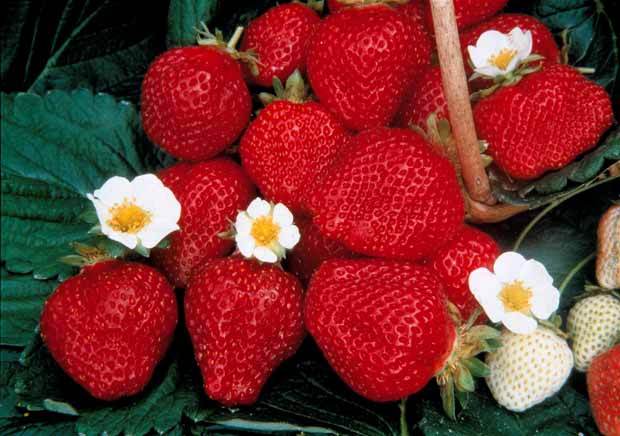 40 Fraisiers remontants Maestro ® COV 89.98.1 - jardins - Fragaria Maestro ® 