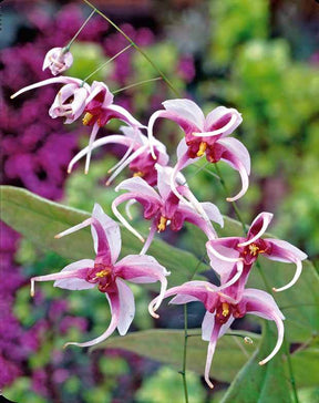 Epimedium Madame Butterfly - Epimedium madame butterfly - Plantes