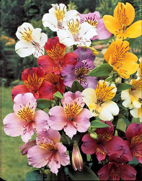 6 Lis des incas en mélange - Plantes - Alstroemeria