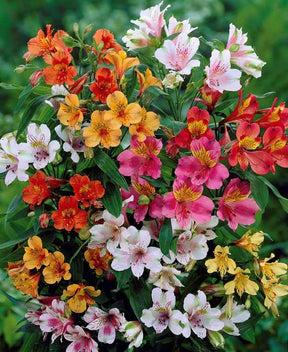 6 Lis des incas en mélange - Fleurs vivaces - Alstroemeria