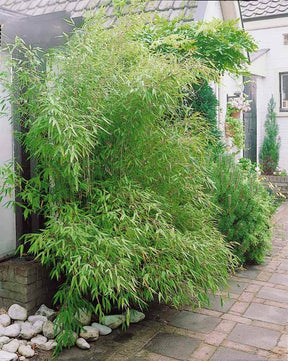 20 Bambous verts - Haie de 20 m linéaire - Arbustes - Phyllostachys bisseti