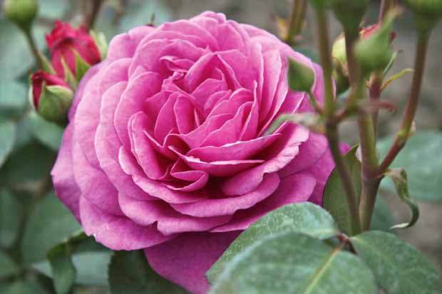 Rosier buisson Purple Rain - Rosa purple rain - Plantes