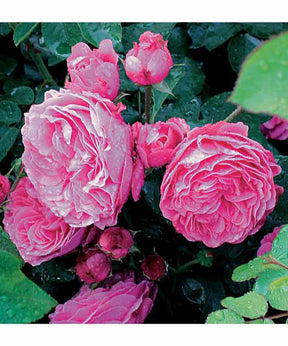 10 Rosiers floribunda Leonardo da Vinci ® Medeauri - Plantes - Rosa Leonardo da Vinci ® Medeauri