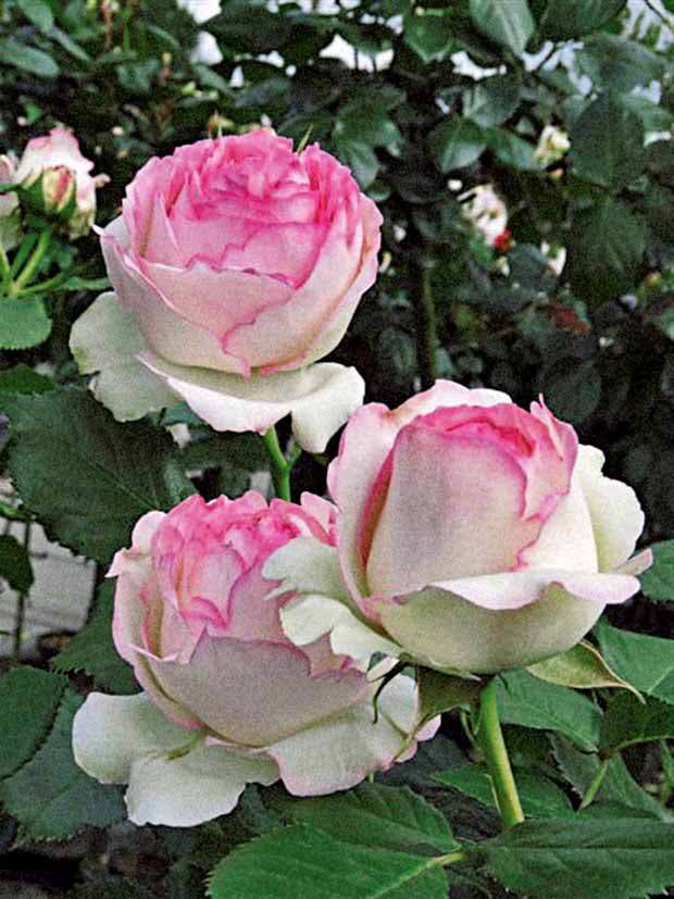 2 Rosiers grimpants Pierre de Ronsard ® Meiviolin - Plantes - Rosa Pierre de Ronsard ® Meiviolin