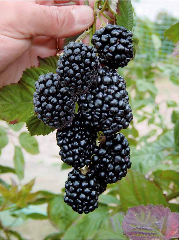 2 Mûriers aux fruits géants Triple Crown - Fruitiers : Arbres et arbustes - Rubus fruticosus Triple Crown