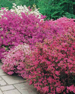 Collection de 5 arbustes d ombre (3 azalées + 1 rhodo + 1 érable) - Jardin japonais - Azalea japonica, Rhododendron, Acer palmatum Atrop