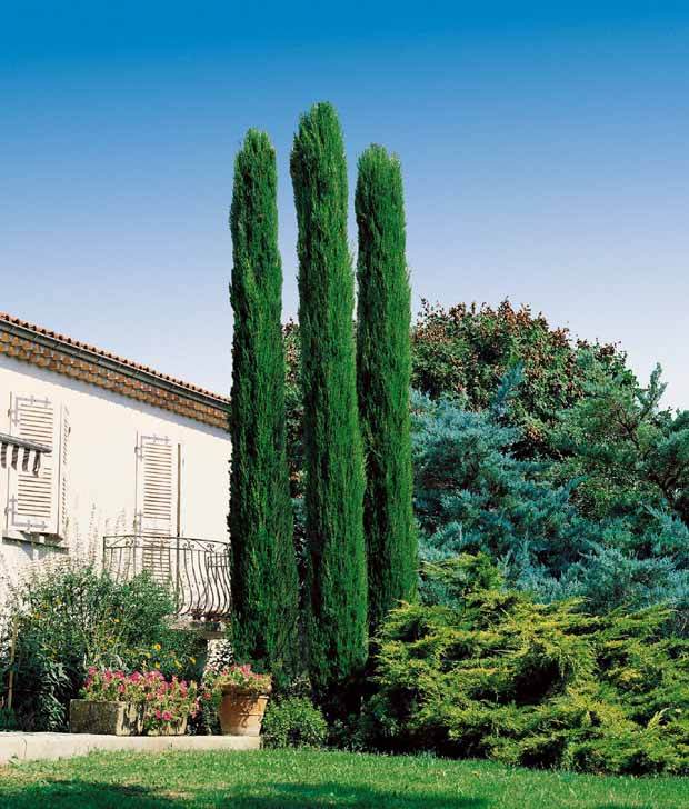 2 Cyprès Totem - Arbres - Cupressus sempervirens Totem