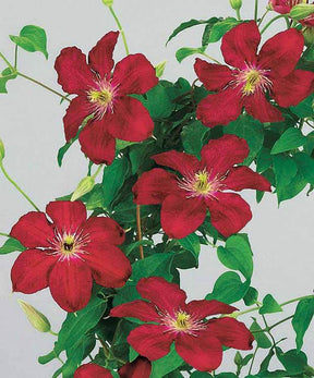 Clématite Tekla Evipo 069 - jardins - Clematis Tekla evipo 069