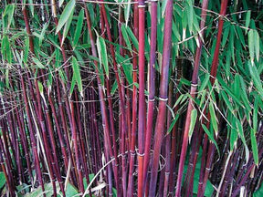 20 Bambous à cannes rouges, Bambou des pandas - Haie de 20 m long - Bambous - Fargesia scabrida Asian Wonder