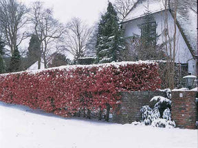 10 Hêtres pourpres - Haie de 3 m linéaire - jardins - Fagus sylvatica Purpurea