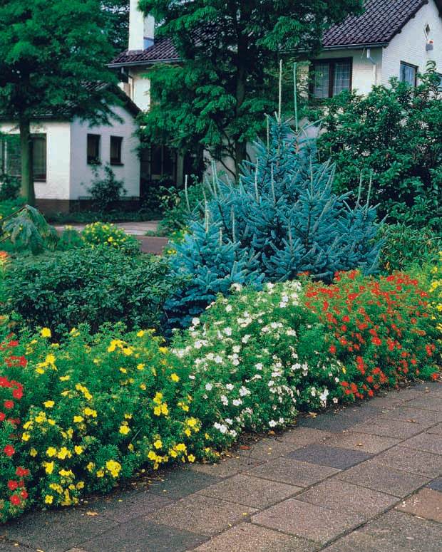 6 Potentilles assorties : orange, jaune, blanche - Haie de 3 m long - Arbustes - Potentilla ‘Hopley’s’ orange, Goldfinger jaune, ‘Abbotswood’ blanch