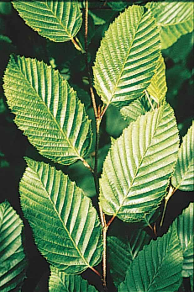 40 Charmes - Haie de 14 m linéaire - Plantes - Carpinus betulus