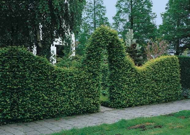 60 Charmes - Haie de 21 m linéaire - Arbustes - Carpinus betulus